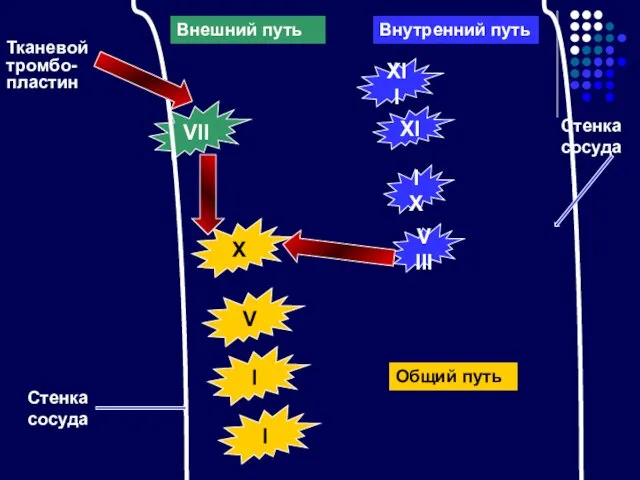 XII VII XI IX VIII Тканевой тромбо- пластин Внешний путь