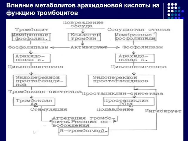 Влияние метаболитов арахидоновой кислоты на функцию тромбоцитов