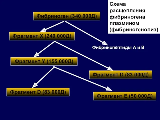 Фибриноген (340 000Д) Фрагмент Х (240 000Д) Фрагмент Y (155