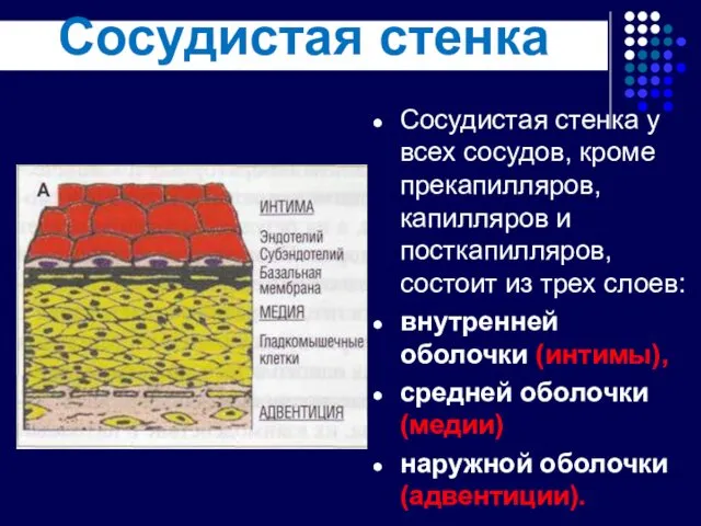 Сосудистая стенка Сосудистая стенка у всех сосудов, кроме прекапилляров, капилляров