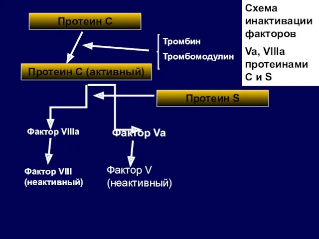 Протеин С Протеин С (активный) Фактор VIIIa Фактор Va Фактор