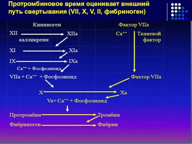 Протромбиновое время оценивает внешний путь свертывания (VII, X, V, II, фибриноген)