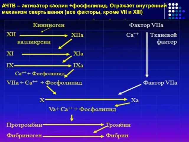 АЧТВ – активатор каолин +фосфолипид. Отражает внутренний механизм свертывания (все факторы, кроме VII и XIII)