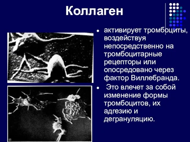 Коллаген активирует тромбоциты, воздействуя непосредственно на тромбоцитарные рецепторы или опосредовано