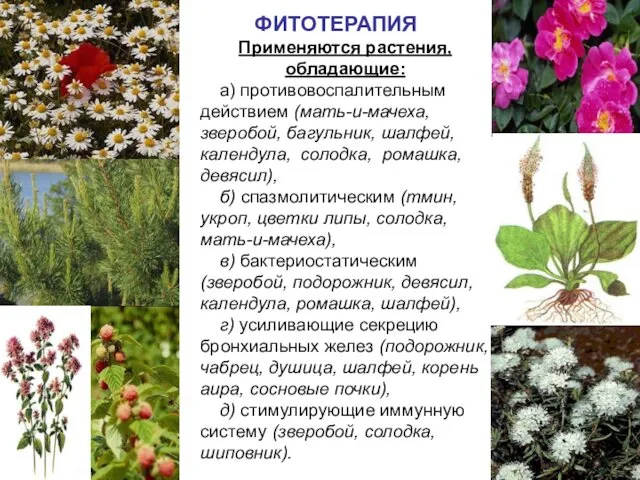 ФИТОТЕРАПИЯ Применяются растения, обладающие: а) противовоспалительным действием (мать-и-мачеха, зверобой, багульник,