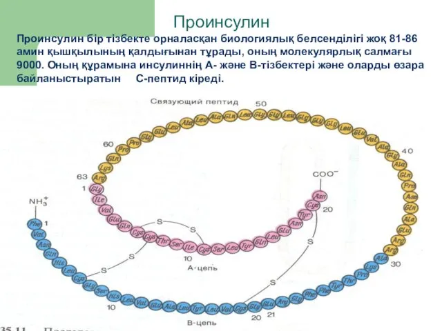 Проинсулин Проинсулин бір тізбекте орналасқан биологиялық белсенділігі жоқ 81-86 амин