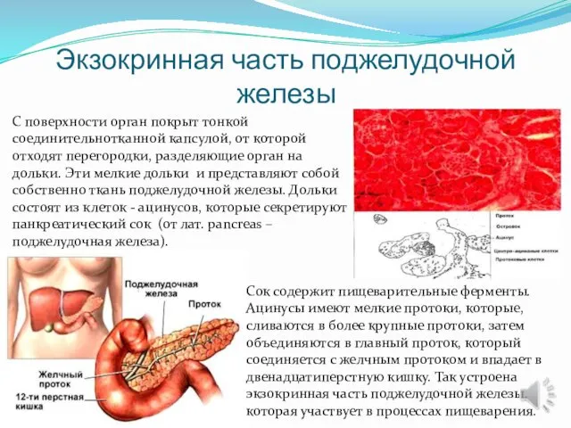 Экзокринная часть поджелудочной железы С поверхности орган покрыт тонкой соединительнотканной