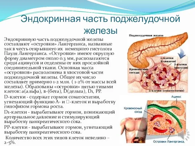 Эндокринная часть поджелудочной железы Эндокринную часть поджелудочной железы составляют «островки»