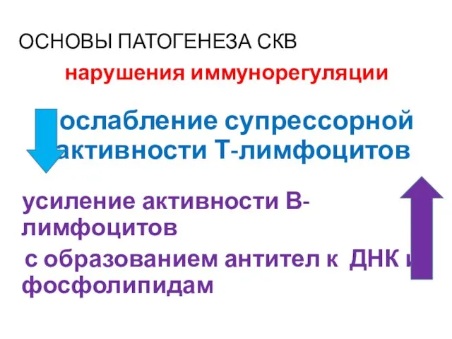 ОСНОВЫ ПАТОГЕНЕЗА СКВ нарушения иммунорегуляции ослабление супрессорной активности Т-лимфоцитов усиление