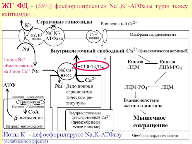 ЖГ ФД - (35%) фосфорилирленген Nа+,K+-ATФазы түрін тежеу қайтымды Ионы К+ - дефосфорилируют