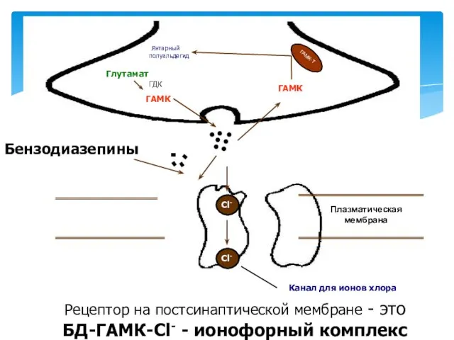 Янтарный полуальдегид ГАМК-Т ГАМК Глутамат ГАМК Бензодиазепины ГДК Cl- Cl-