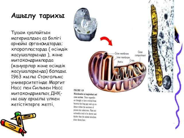 Ашылу тарихы Тұқым қуалайтын материалдың аз бөлігі арнайы органоидтарда; хлоропластарда ( өсімдік жасушаларында