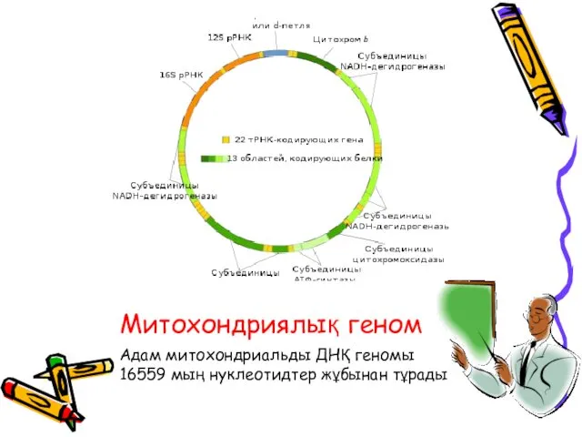 Митохондриялық геном Адам митохондриальды ДНҚ геномы 16559 мың нуклеотидтер жұбынан тұрады