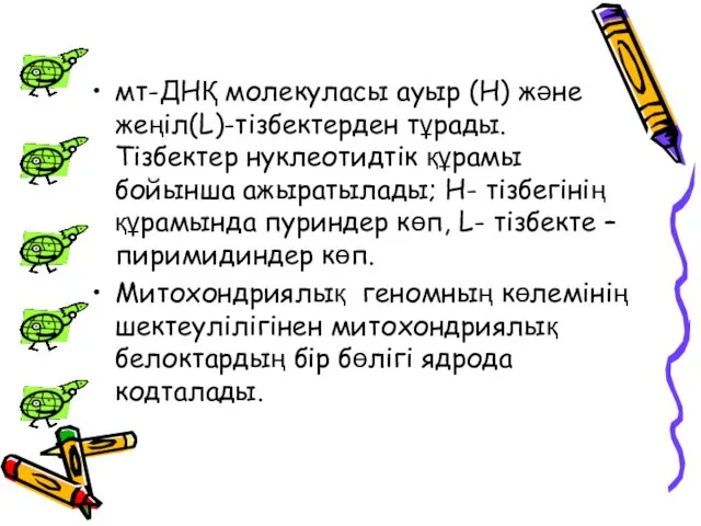 мт-ДНҚ молекуласы ауыр (H) және жеңіл(L)-тізбектерден тұрады. Тізбектер нуклеотидтік құрамы бойынша ажыратылады; H-