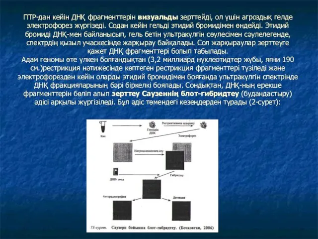 ПТР-дан кейін ДНҚ фрагменттерін визуальды зерттейді, ол үшін агроздық гелде