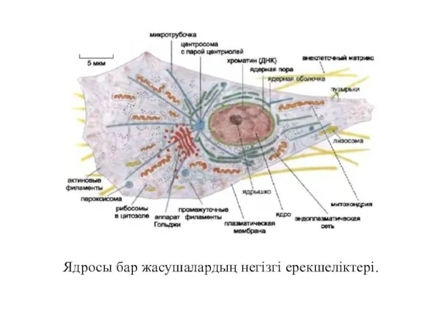 Ядросы бар жасушалардың негізгі ерекшеліктері.