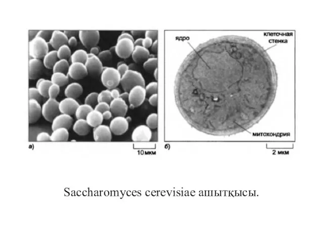 Saccharomyces cerevisiae ашытқысы.