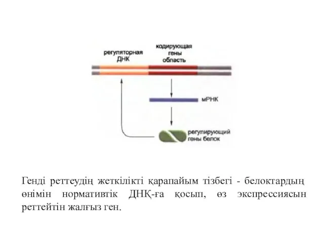 Генді реттеудің жеткілікті қарапайым тізбегі - белоктардың өнімін нормативтік ДНҚ-ға қосып, өз экспрессиясын реттейтін жалғыз ген.