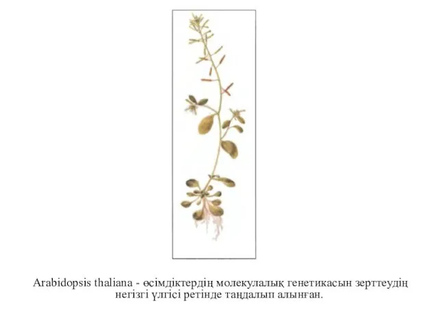 Arabidopsis thaliana - өсімдіктердің молекулалық генетикасын зерттеудің негізгі үлгісі ретінде таңдалып алынған.