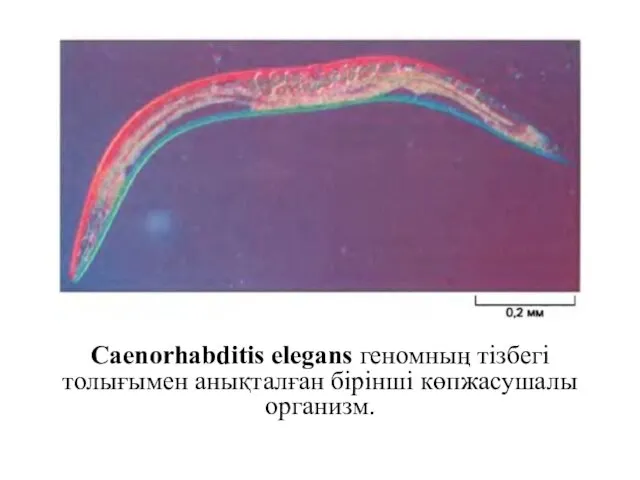 Caenorhabditis elegans геномның тізбегі толығымен анықталған бірінші көпжасушалы организм.