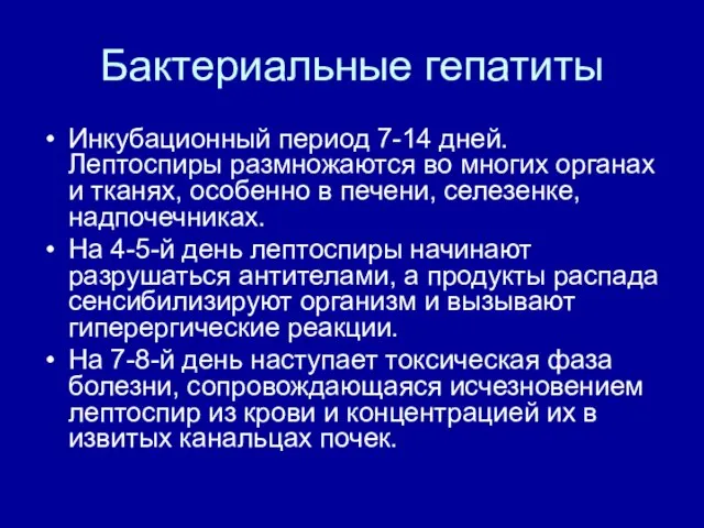 Бактериальные гепатиты Инкубационный период 7-14 дней. Лептоспиры размножаются во многих