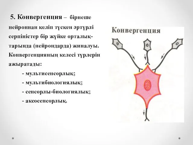 5. Конвергенция – бірнеше нейроннан келіп түскен әртүрлі серпіністер бір