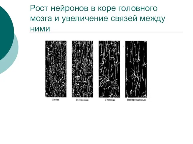 Рост нейронов в коре головного мозга и увеличение связей между ними