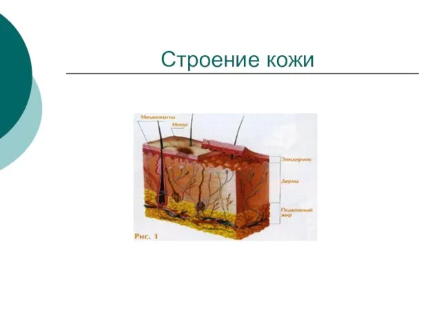 Строение кожи