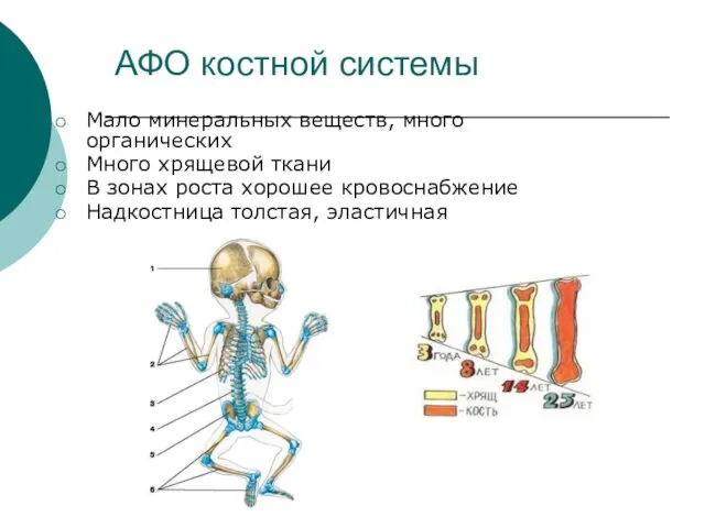 АФО костной системы Мало минеральных веществ, много органических Много хрящевой ткани В зонах