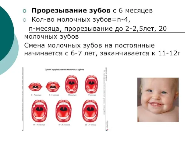 Прорезывание зубов с 6 месяцев Кол-во молочных зубов=n-4, n-месяца, прорезывание до 2-2,5лет, 20