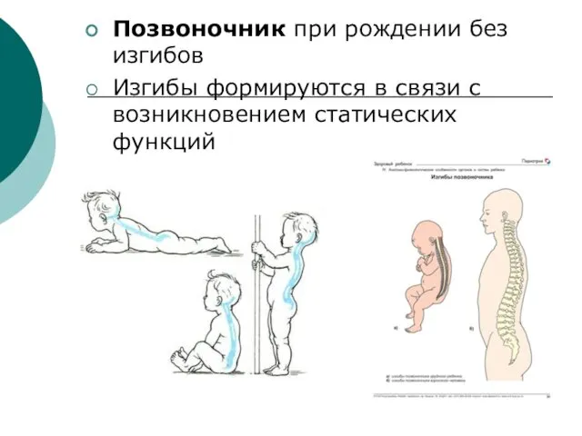 Позвоночник при рождении без изгибов Изгибы формируются в связи с возникновением статических функций