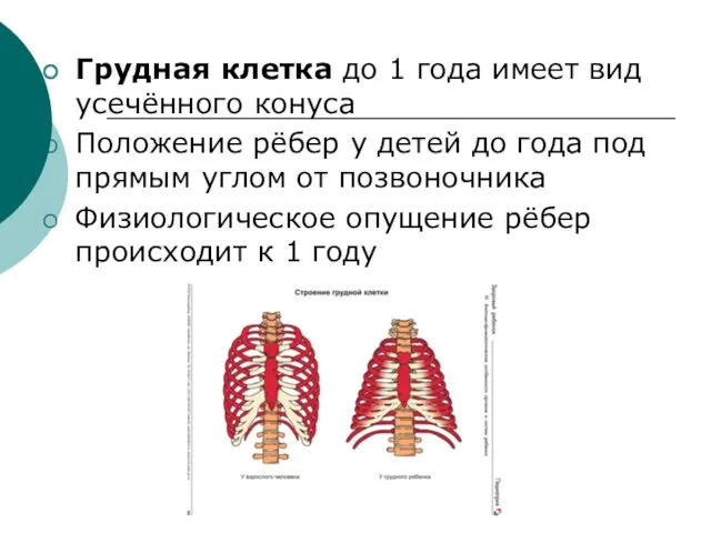 Грудная клетка до 1 года имеет вид усечённого конуса Положение