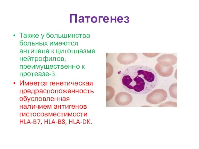 Патогенез Также у большинства больных имеются антитела к цитоплазме нейтрофилов,