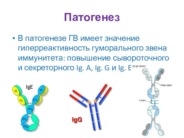 Патогенез В патогенезе ГВ имеет значение гиперреактивность гуморального звена иммунитета: