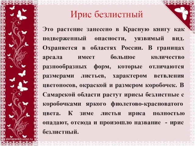 Ирис безлистный Это растение занесено в Красную книгу как подверженный