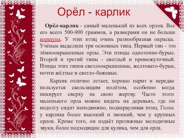 Орёл - карлик Орёл-карлик - самый маленький из всех орлов.