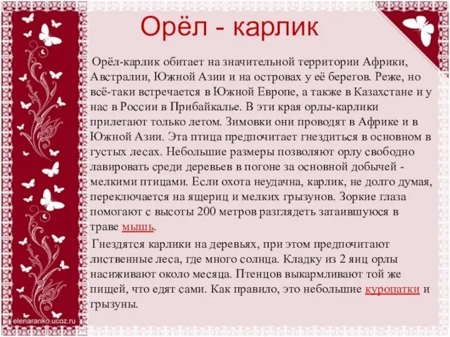 Орёл - карлик Орёл-карлик обитает на значительной территории Африки, Австралии,