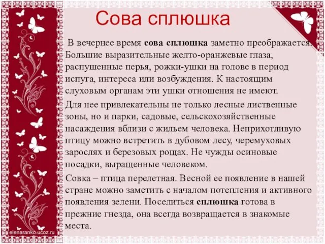 Сова сплюшка В вечернее время сова сплюшка заметно преображается. Большие