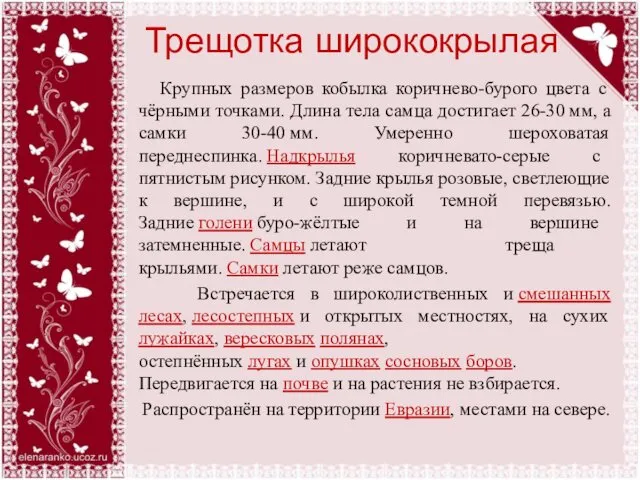 Трещотка ширококрылая Крупных размеров кобылка коричнево-бурого цвета с чёрными точками.