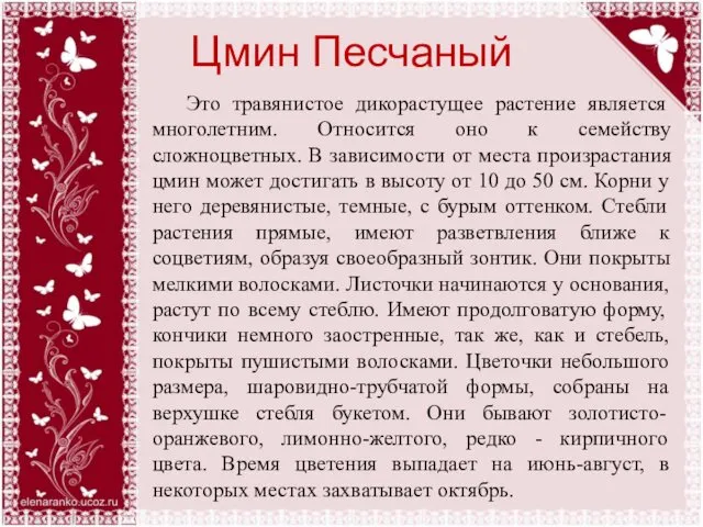 Цмин Песчаный Это травянистое дикорастущее растение является многолетним. Относится оно