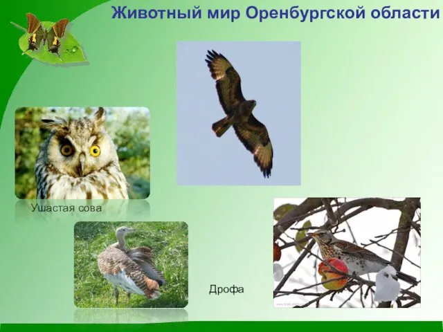 Ушастая сова Животный мир Оренбургской области Дрофа