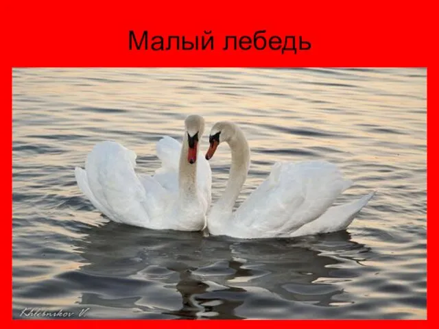 Малый лебедь