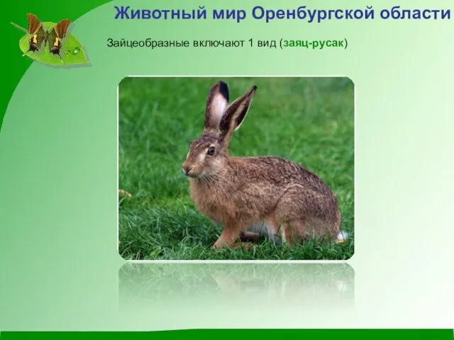 Животный мир Оренбургской области Зайцеобразные включают 1 вид (заяц-русак)