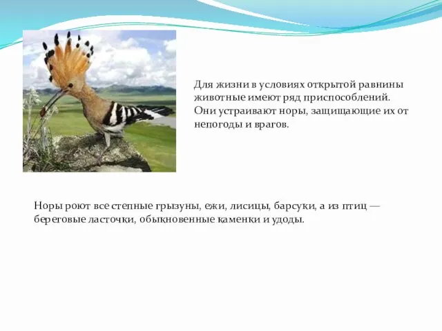 Для жизни в условиях открытой равнины животные имеют ряд приспособлений.