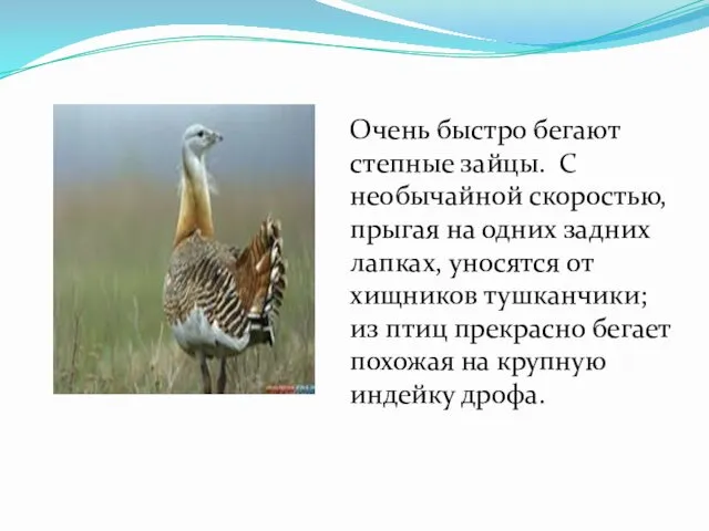 Очень быстро бегают степные зайцы. С необычайной скоростью, прыгая на