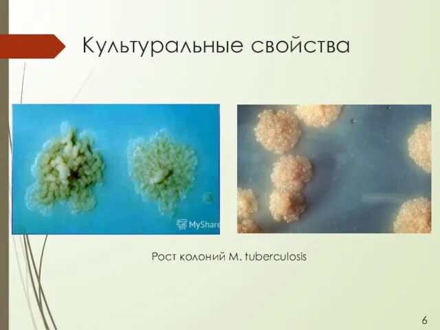 Культуральные свойства Рост колоний M. tuberculosis 6