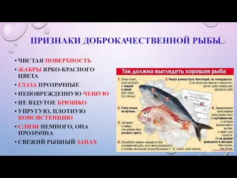 ПРИЗНАКИ ДОБРОКАЧЕСТВЕННОЙ РЫБЫ ЧИСТАЯ ПОВЕРХНОСТЬ ЖАБРЫ ЯРКО-КРАСНОГО ЦВЕТА ГЛАЗА ПРОЗРАЧНЫЕ