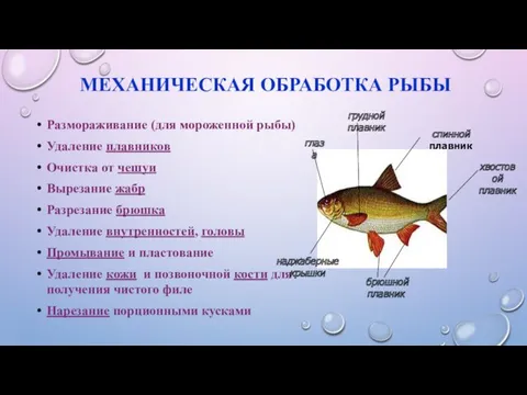 МЕХАНИЧЕСКАЯ ОБРАБОТКА РЫБЫ Размораживание (для мороженной рыбы) Удаление плавников Очистка