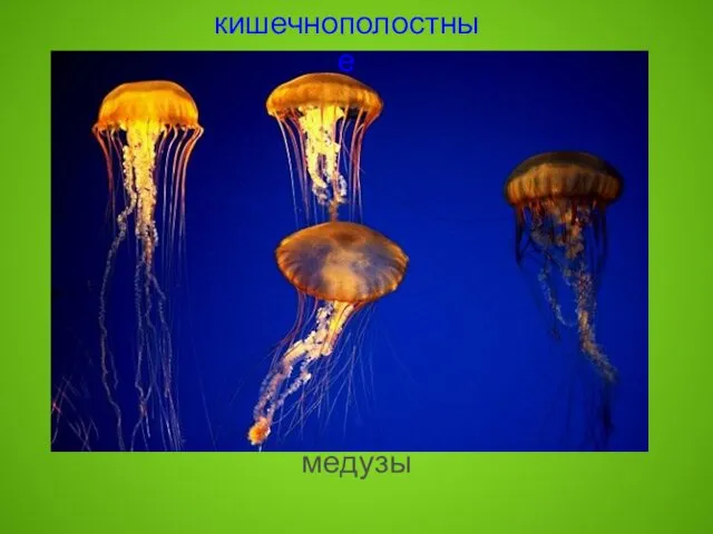 медузы кишечнополостные