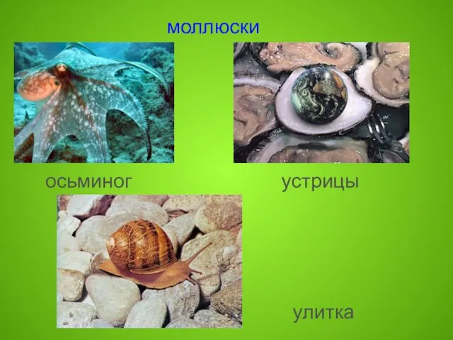 моллюски осьминог устрицы улитка